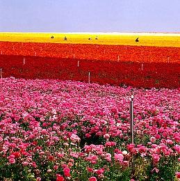 日本分析师认为PS5销量虚高 而NS2将大卖特卖